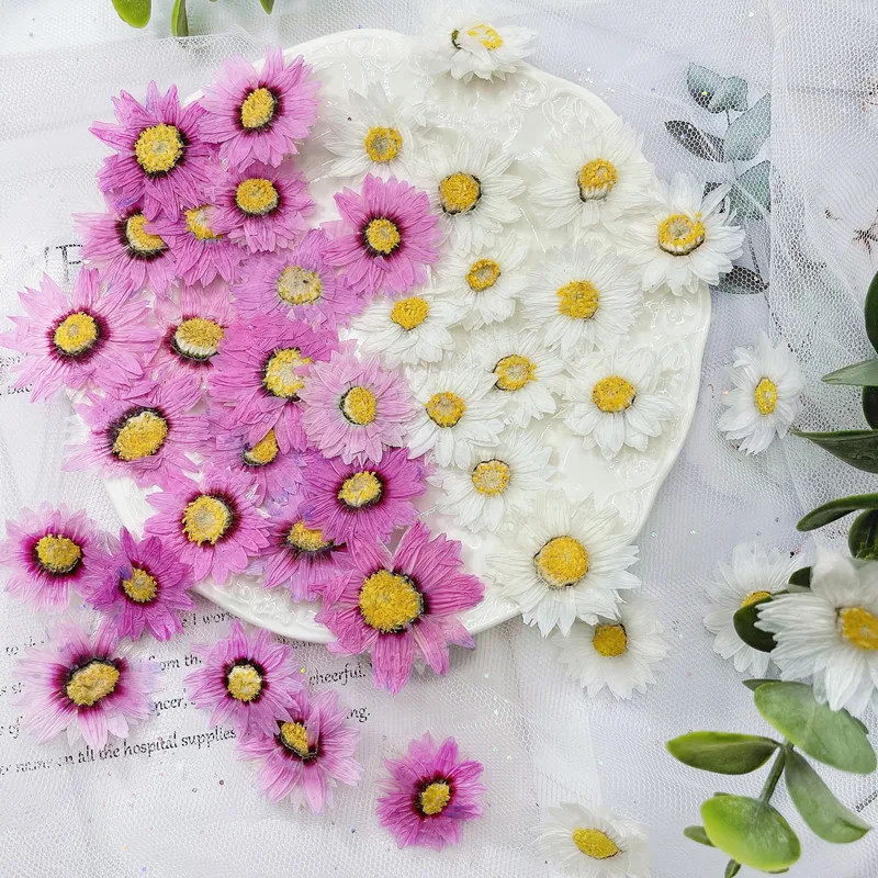 Home Decor Daisy - 24pcs/2-4CM, 자연 누르면 꽃 꽃잎, 진짜