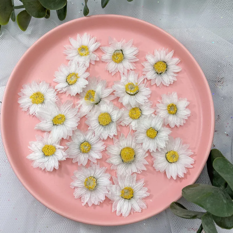 24pcs/2-4CM, 자연 누르면 꽃 꽃잎, 진짜 말 - Home Decor Daisy 리뷰 및 가격