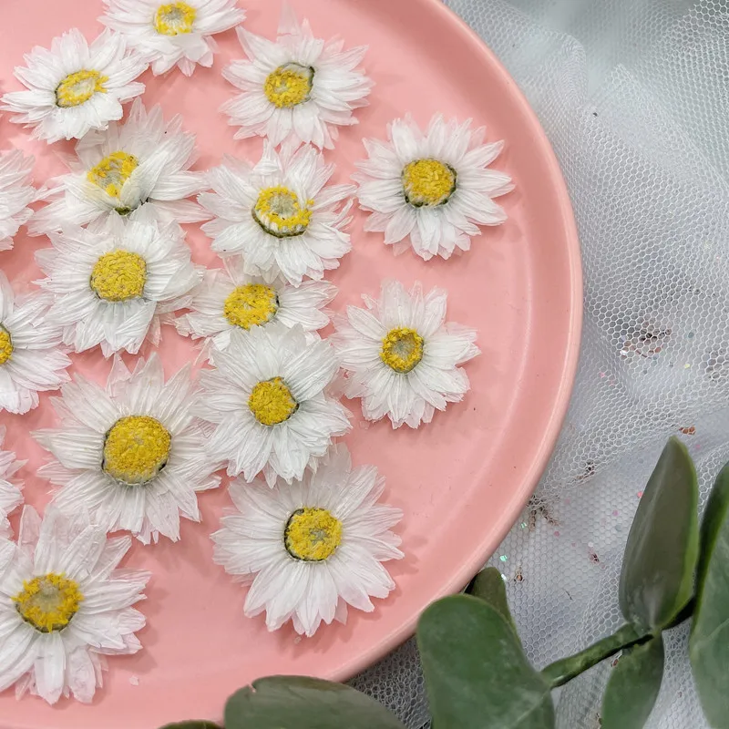 24pcs/2-4CM, 자연 누르면 꽃 꽃잎, 진짜 말 - Home Decor Daisy 리뷰 및 가격