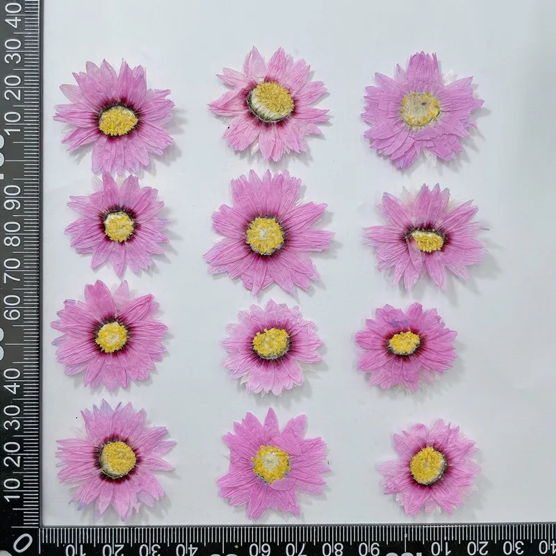 24pcs/2-4CM, 자연 누르면 꽃 꽃잎, 진짜 말 - Home Decor Daisy 리뷰 및 가격